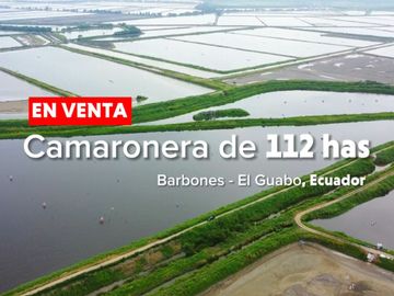 EN VENTA: camaronera de 112 hectáreas en Barbones, El Oro