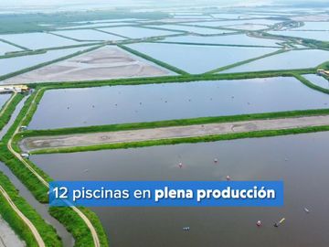 EN VENTA: camaronera de 112 hectáreas en Barbones, El Oro