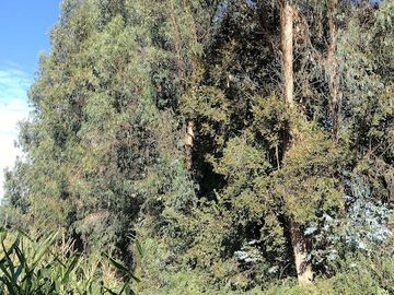 SE VENDE PARCELA EN LA COMUNA DE PENCAHUE ,REGIÓN DEL MAULE SECTOR LAS DOSCIENTAS