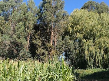 SE VENDE PARCELA EN LA COMUNA DE PENCAHUE ,REGIÓN DEL MAULE SECTOR LAS DOSCIENTAS