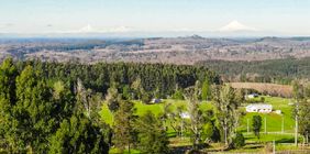 Raíces de Osorno